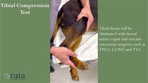 tibia compression test|cranial cruciate rupture canine.